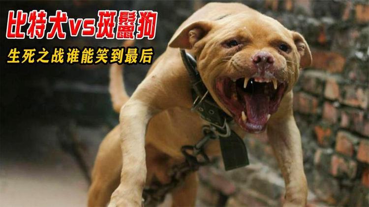 包含死磕到底：局势紧张谁能笑到最后的词条